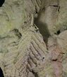 Life-Like Fossil Leaves Preserved In Travertine - Austria #31389-4